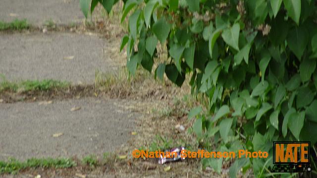 DSC04175